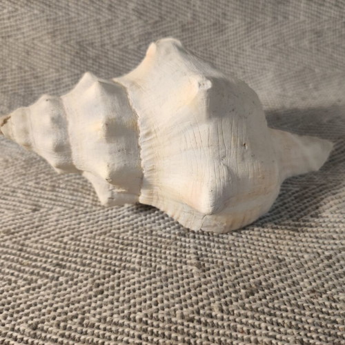 Table conch shell like new, 14x8x6 cm