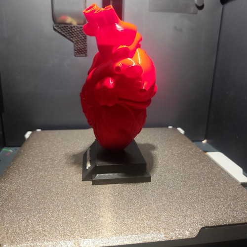 3D printed human heart model 1:1 scale
