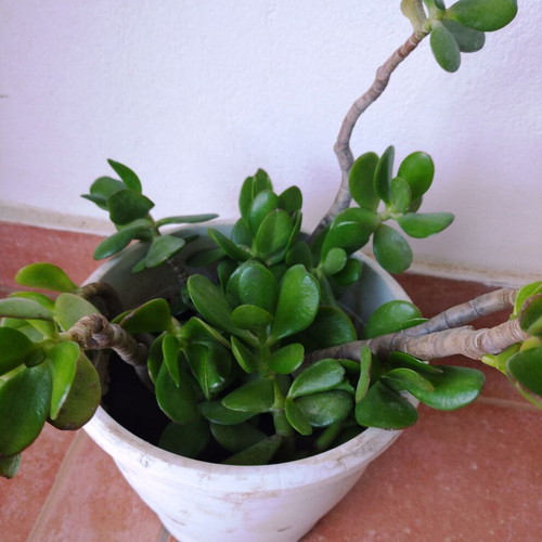 Crassula plant new, easy care for indoor and outdoor spaces