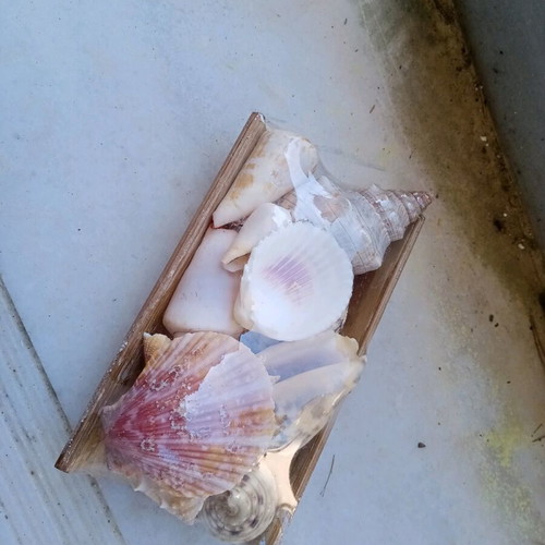 Decorative seashells new, assorted on bamboo base 15x8cm
