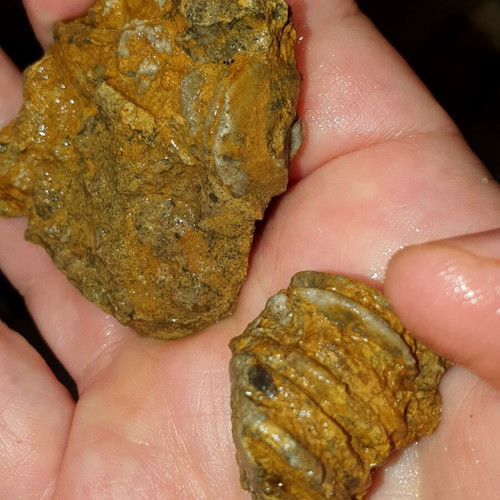 Lot of fossils and rocks from Greece new, educational collection