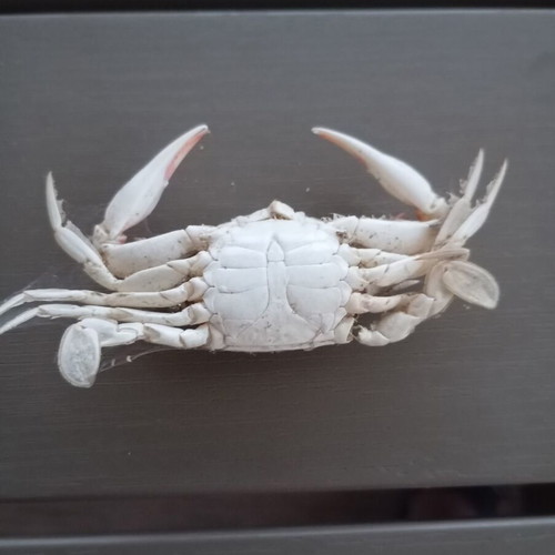 Dried real sea crab like new, ideal for decoration