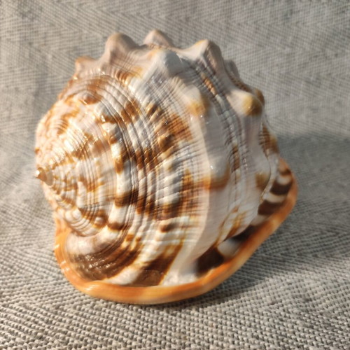 Cypraecassis Rufa shell like new, 15x11x10 cm