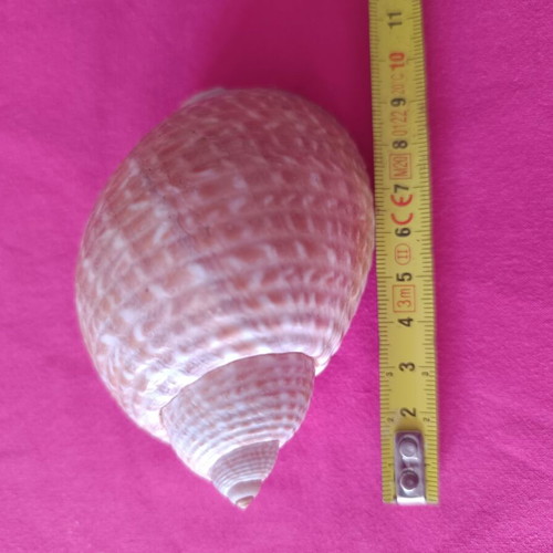 Tonnidae Tonna shells like new, 2 pieces from Madagascar