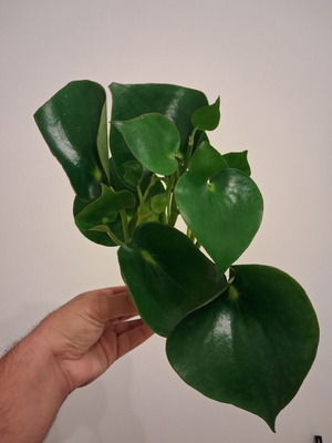 Peperomia Polybotrya new indoor plant