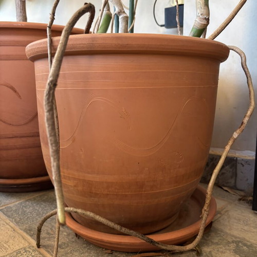 Large Monstera Deliciosa with pot like new