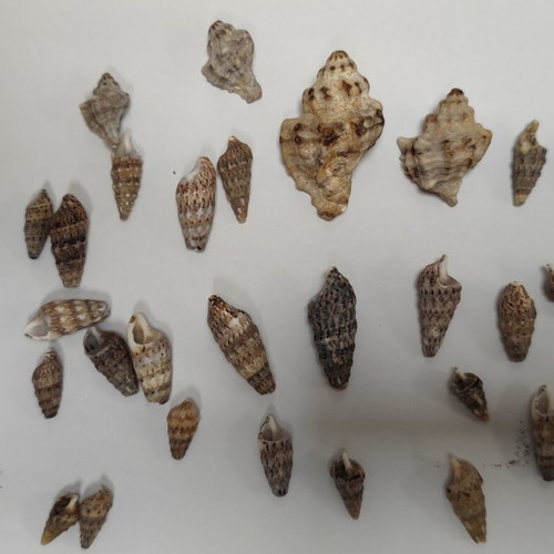 Seashells for crafts like new from Pelion