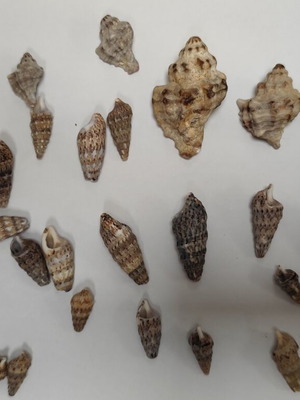 Seashells for crafts like new from Pelion