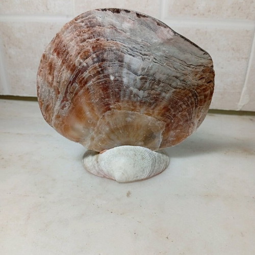 Handmade table decoration with fish made of natural shells like new