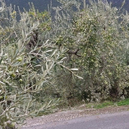 Ελαιόλαδο έξτρα παρθένο φετινό 5 λίτρων από Αρκαδία καινούργιο