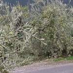 Ελαιόλαδο έξτρα παρθένο φετινό 5 λίτρων από Αρκαδία καινούργιο