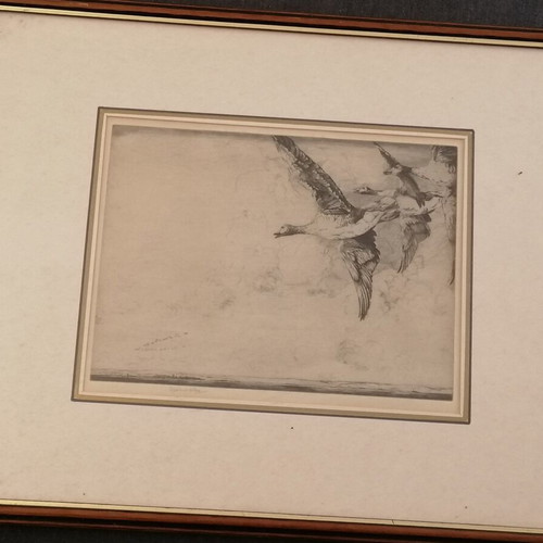 Ducks copper engraving used, framed 47x38 by Marples George