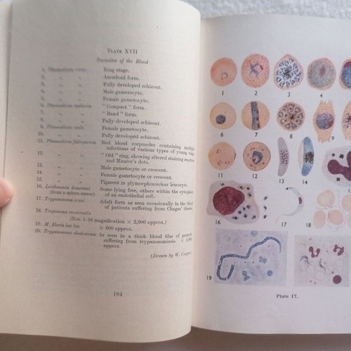 Medicine Essentials for Practitioners and Students used