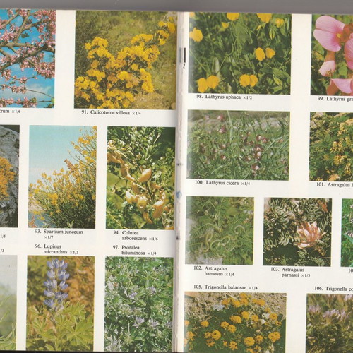 Book Flowers of Greece and the Aegean used, Huxley and Taylor