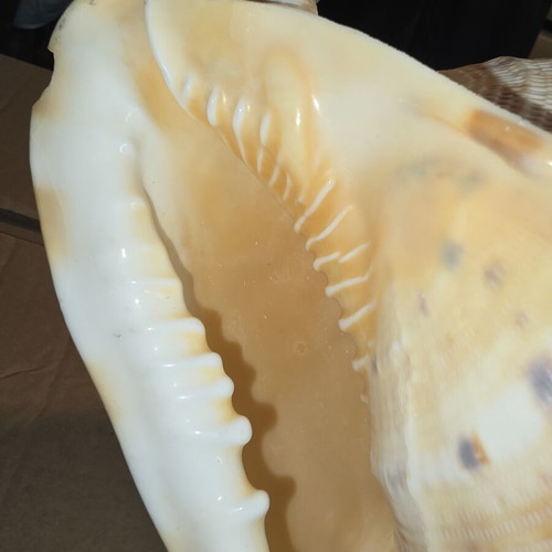 Cassis Cornuta shell used, large natural collectible 15cm