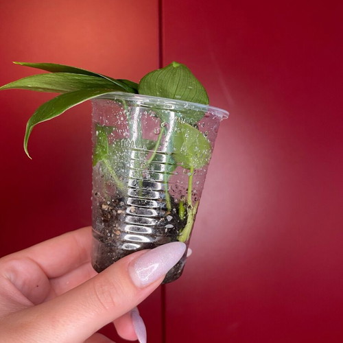 Philodendron Scandens rooted cuttings with new growth