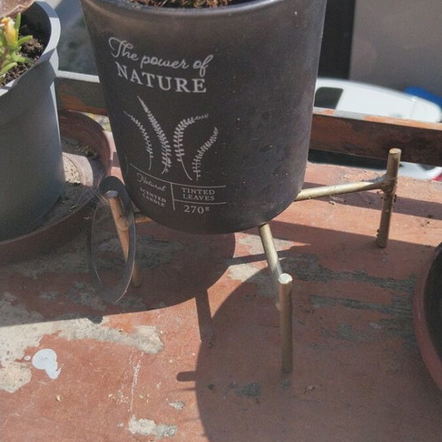 Echinopsis μικρός σφαιρικός κάκτος σετ τεσσάρων με πυκνές αγκάθια σε διακοσμητική γλάστρα