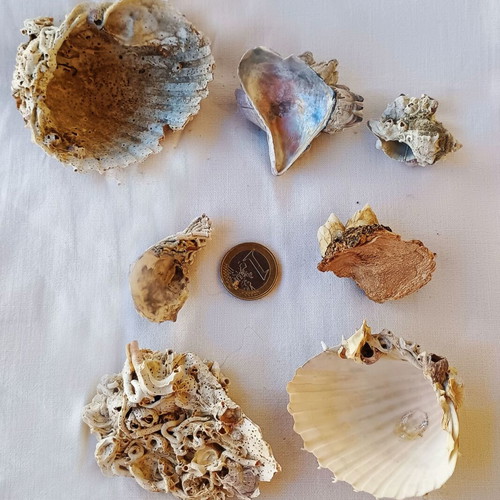 Barnacles and Shells Set new, ready to use