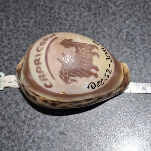 Vintage Cypraea Tigris shell with Capricorn zodiac engraving, used