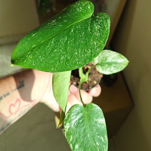 Monstera Mint plant