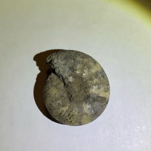 Ammonite fossil used