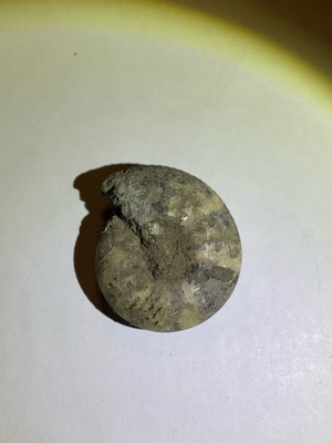 Ammonite fossil used