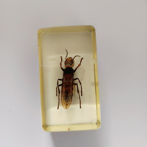 Insect collection in resin used, DeAgostini series, 5 pieces