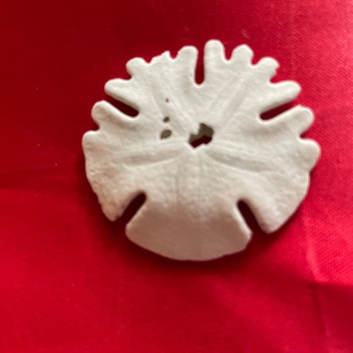 Silver Dollar shell new from Africa