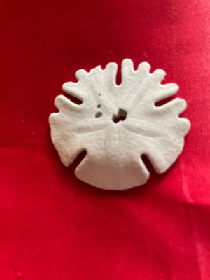 Silver Dollar shell new from Africa