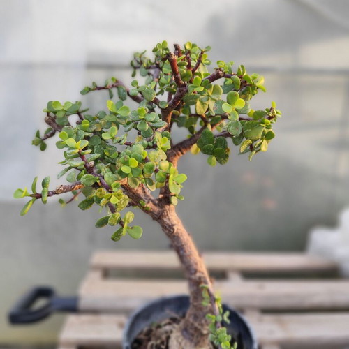 Portulacaria afra bonsai succulent like new, 5 years old