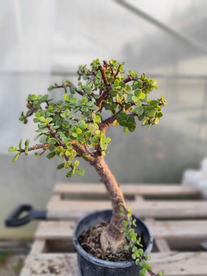 Bonsai παχύφυτο Portulacaria afra σαν καινούργιο, 5 ετών