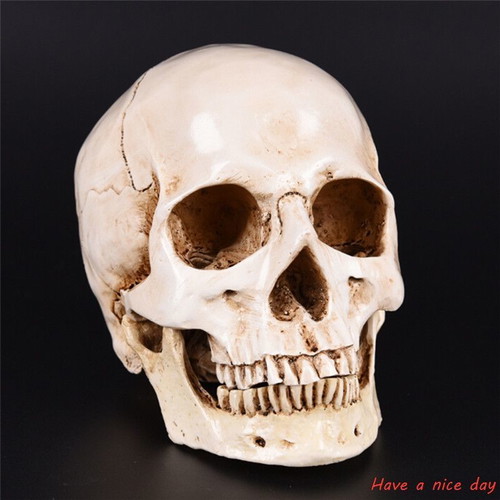 Skull handmade, accurate medical replica, new