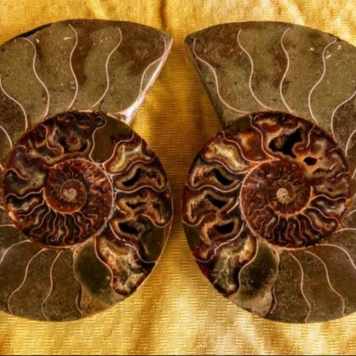 Ammonite fossil like new, 16x16x4 cm, polished
