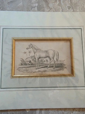 Lithograph with Horse 1841 like new