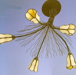 Ceiling light 4-light new