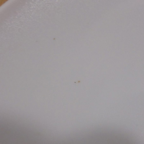 TWA Trans World Airlines old promotional ceramic plate used