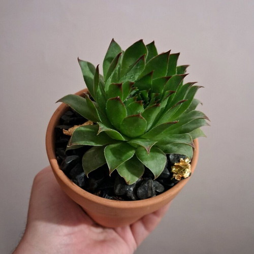 Sempervivum in ceramic pot with pebbles and gold leaves