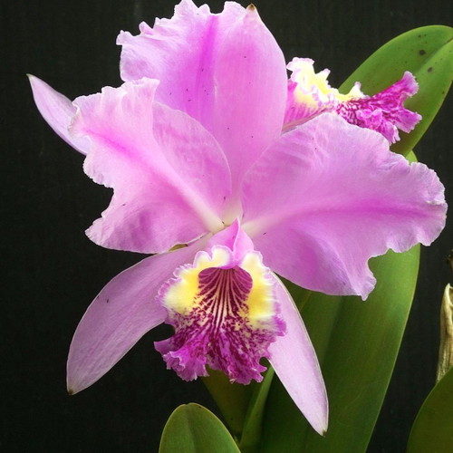 Cattleya orchid seeds, pack of 25, multicolored