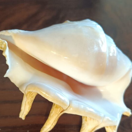 Lambis Lambis Spider Conch seashell new, 12.5 cm