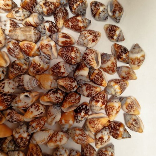 Columbella rustica shells, pack of 50, suitable for necklaces and bracelets
