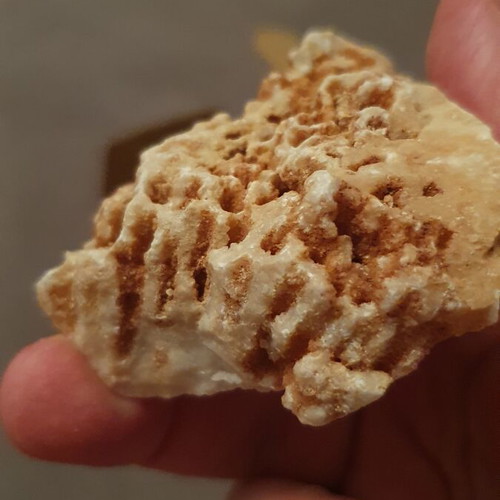 Fossilized coral from Northern Evros new, in box