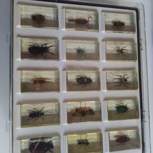National Geographic collection with 47 preserved insects and arthropods, like new