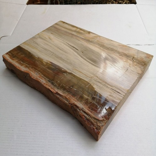 Petrified wood from Madagascar new