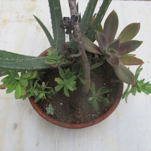 Succulents in clay pot new