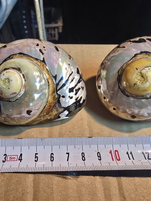 Turbo Sarmaticus seashells set of 2, like new, pearly polished