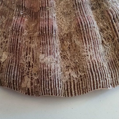 Lion's Paw Natural Seashell like new
