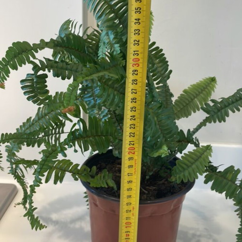 Fern plant for indoor or outdoor use, new