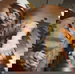  Βιβλίο φυτά κηπουρική Δαμάσκηνο Plum the great