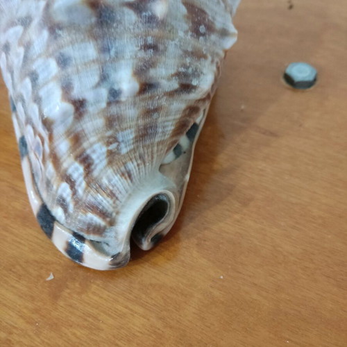 Large helmet shells like new for decoration and collections