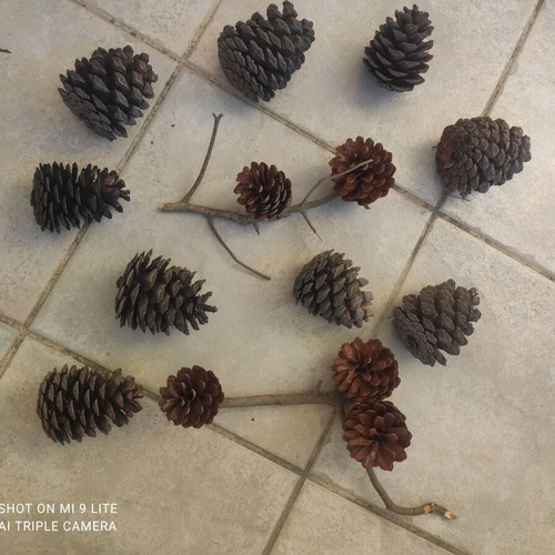 Natural pine cones pack of 14, new, with branches